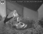 Capi_Dubne_20250621_041503.jpg