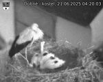 Capi_Dubne_20250621_042003.jpg