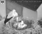 Capi_Dubne_20250621_042503.jpg