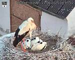 Capi_Dubne_20250621_044502.jpg