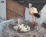 Capi_Dubne_20250621_050504.jpg