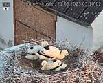 Capi_Dubne_20250621_051002.jpg