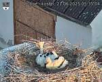 Capi_Dubne_20250621_053504.jpg