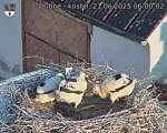 Capi_Dubne_20250621_060002.jpg