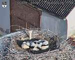 Capi_Dubne_20250621_063504.jpg