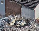 Capi_Dubne_20250621_064002.jpg