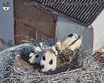 Capi_Dubne_20250621_064502.jpg
