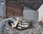 Capi_Dubne_20250621_065504.jpg