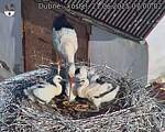 Capi_Dubne_20250621_070002.jpg