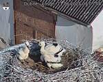 Capi_Dubne_20250621_070504.jpg