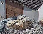 Capi_Dubne_20250621_071004.jpg