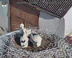 Capi_Dubne_20250621_071502.jpg
