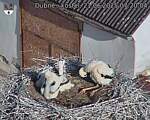 Capi_Dubne_20250621_072004.jpg