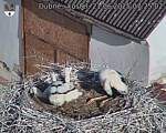 Capi_Dubne_20250621_072502.jpg