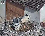 Capi_Dubne_20250621_073004.jpg