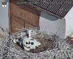 Capi_Dubne_20250621_073504.jpg
