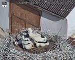 Capi_Dubne_20250621_074002.jpg