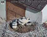 Capi_Dubne_20250621_074504.jpg