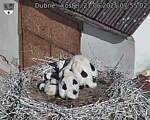 Capi_Dubne_20250621_075502.jpg