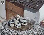 Capi_Dubne_20250621_080504.jpg