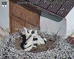 Capi_Dubne_20250621_081002.jpg