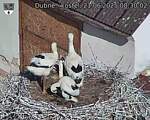 Capi_Dubne_20250621_083002.jpg