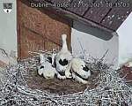 Capi_Dubne_20250621_083503.jpg