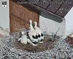 Capi_Dubne_20250621_085004.jpg