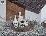 Capi_Dubne_20250621_085503.jpg