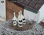 Capi_Dubne_20250621_090002.jpg
