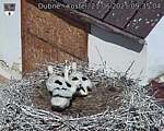 Capi_Dubne_20250621_093504.jpg