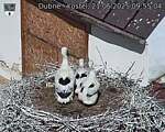 Capi_Dubne_20250621_095504.jpg