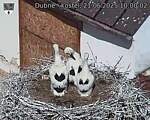 Capi_Dubne_20250621_100002.jpg
