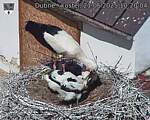 Capi_Dubne_20250621_102004.jpg
