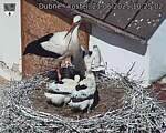 Capi_Dubne_20250621_102502.jpg