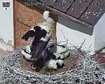 Capi_Dubne_20250621_104002.jpg