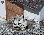 Capi_Dubne_20250621_110003.jpg