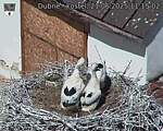 Capi_Dubne_20250621_111502.jpg
