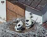 Capi_Dubne_20250621_113504.jpg