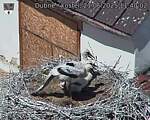 Capi_Dubne_20250621_114002.jpg