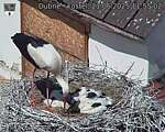 Capi_Dubne_20250621_115502.jpg