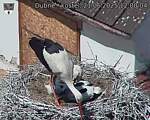 Capi_Dubne_20250621_120004.jpg