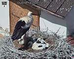 Capi_Dubne_20250621_120503.jpg