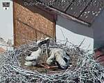 Capi_Dubne_20250621_122002.jpg