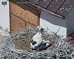Capi_Dubne_20250621_124003.jpg