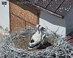 Capi_Dubne_20250621_124502.jpg
