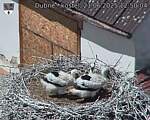 Capi_Dubne_20250621_125004.jpg