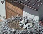 Capi_Dubne_20250621_130002.jpg
