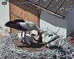 Capi_Dubne_20250621_130504.jpg