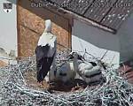 Capi_Dubne_20250621_131004.jpg